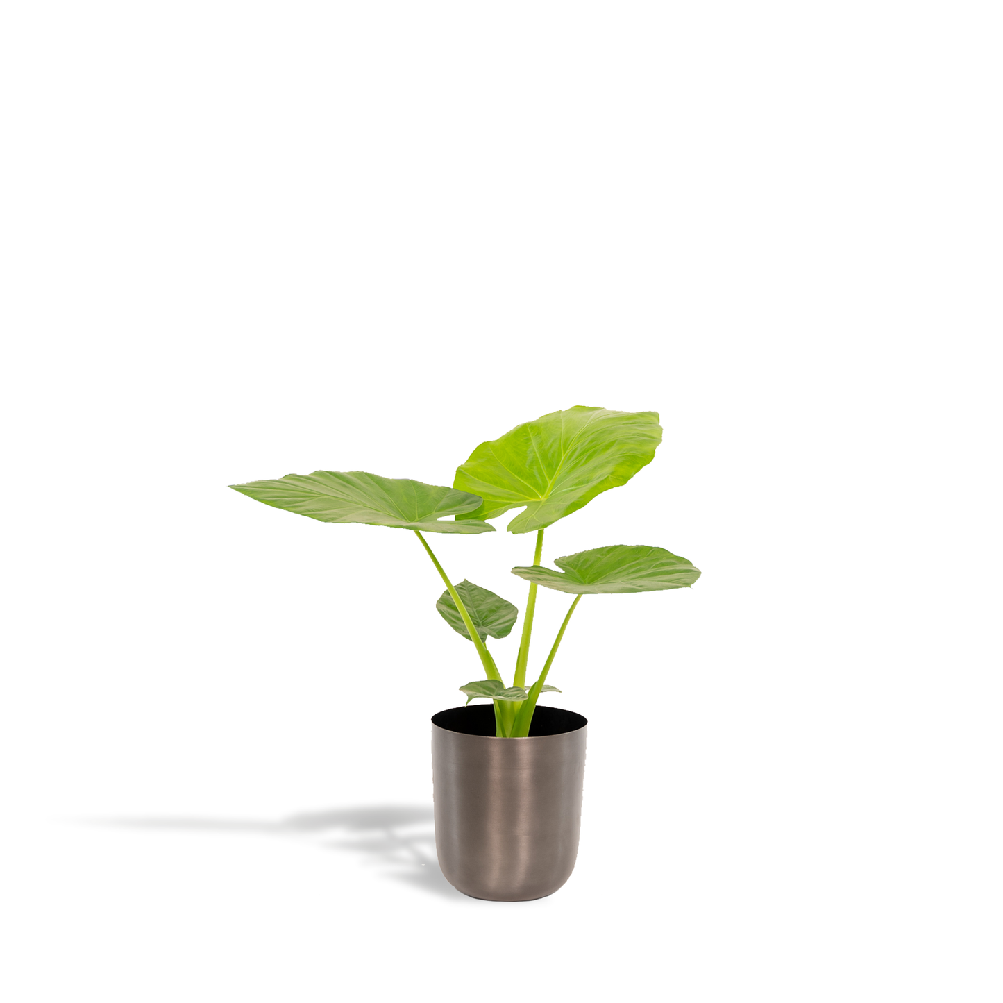 Alocasia Macrorrhiza Elefantenohr Ø19cm, ca. 70cm hoch mit Mayk Lead Topf