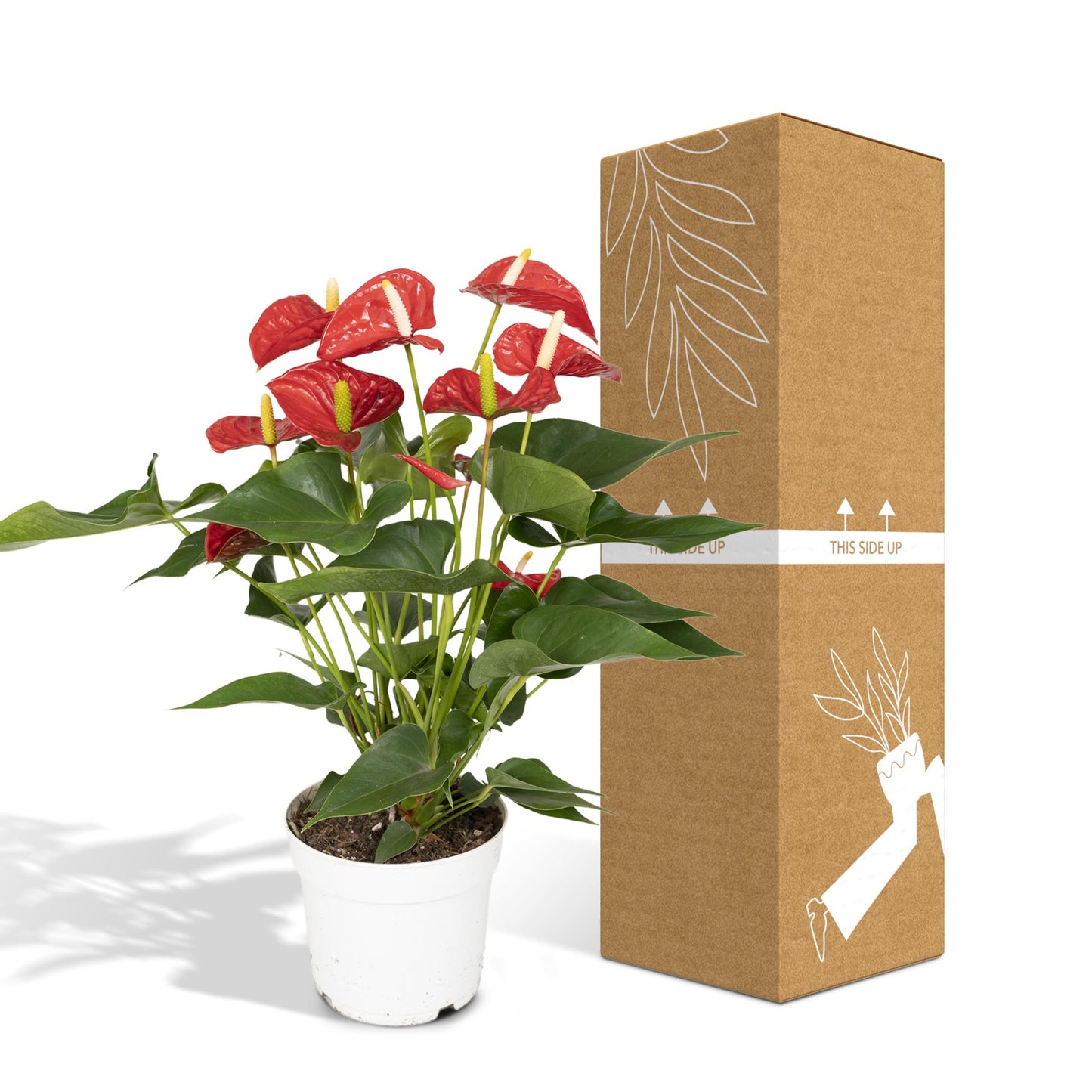 Anthurium Red – Pflegeleichte Zimmerpflanze Ø17cm