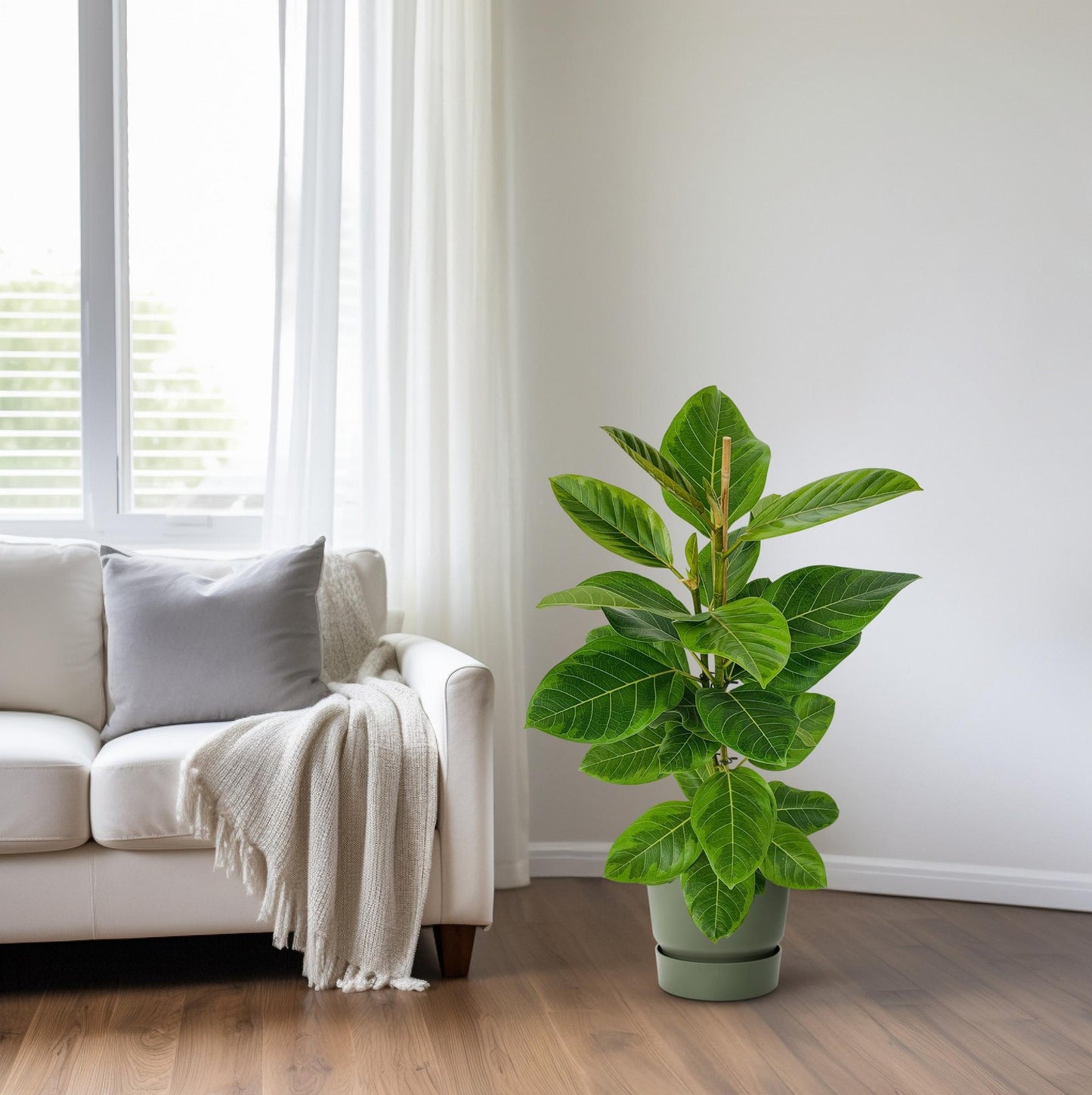 Ficus Altissima - Pflegeleichter Feigenbaum Ø21cm, 95cm hoch