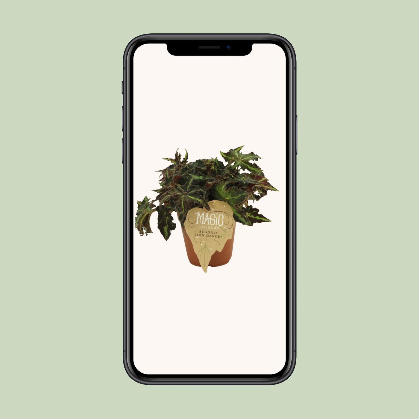 Begonia Rex Lion Dance – Pflegeleichte Zimmerbegonie Ø12 cm