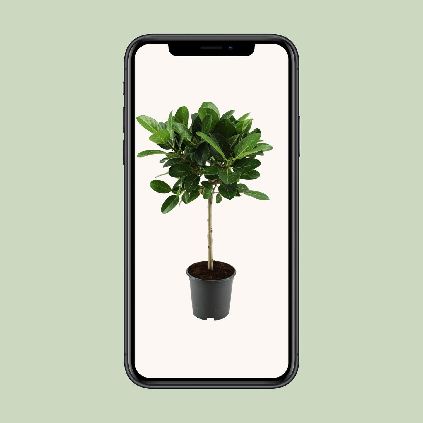 Ficus benghalensis Petite Audrey – Pflegeleichter Halbschatten-Ficus Ø21cm