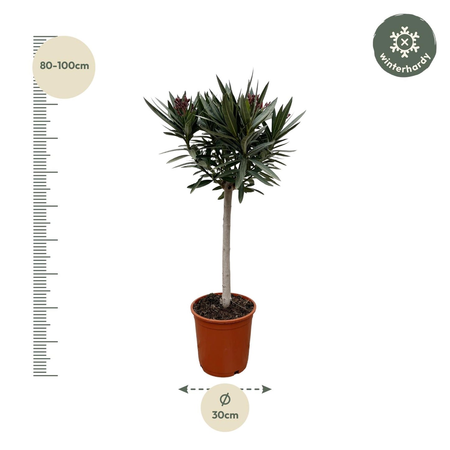 Nerium Oleander op Stamm mit rosa Blüte – 90 cm