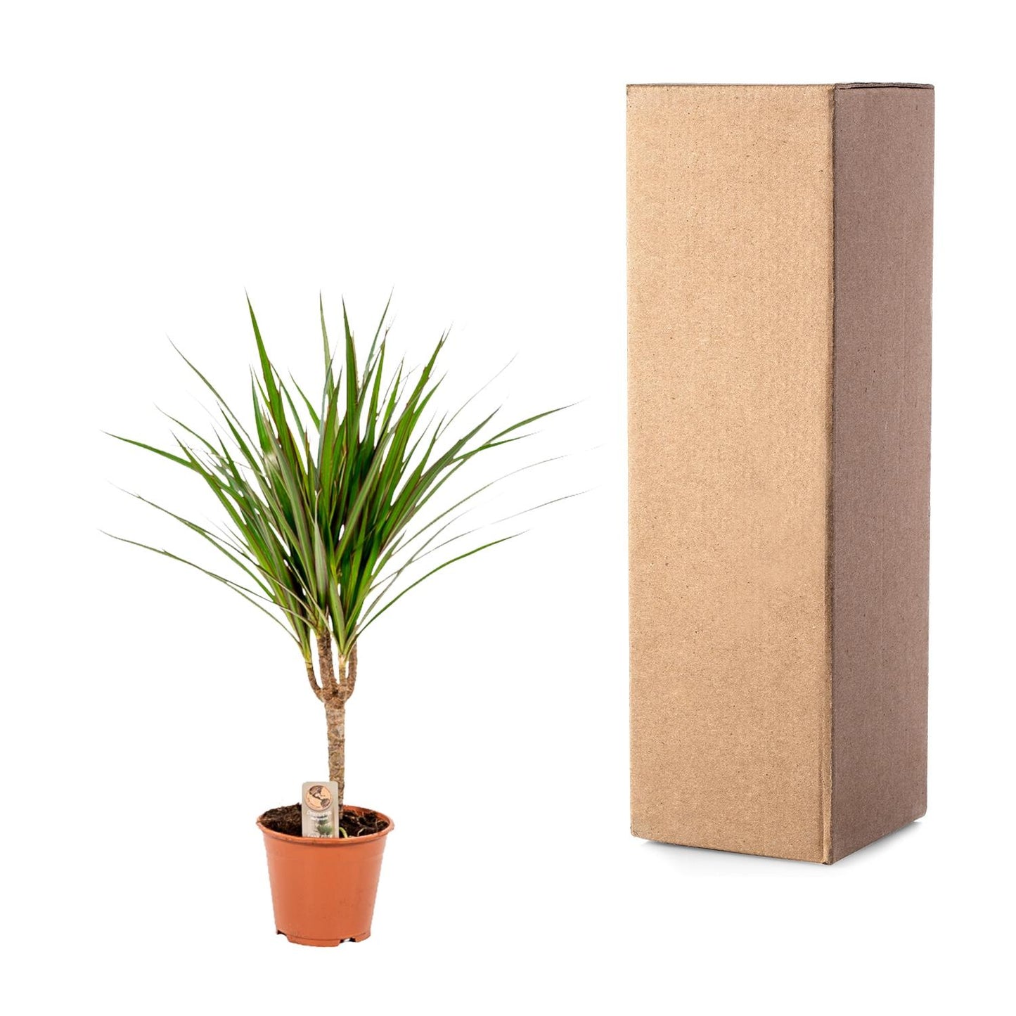 Dracaena Marginata – Pflegeleichter Drachenbaum Ø14cm, 60cm hoch