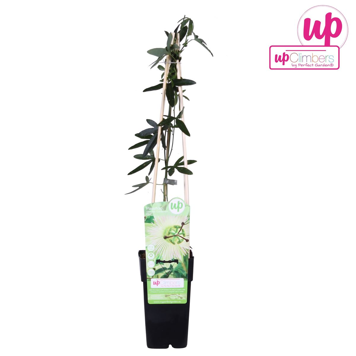 Passiflora weiß 'Constance Elliot' – Kletterpflanze Ø15cm
