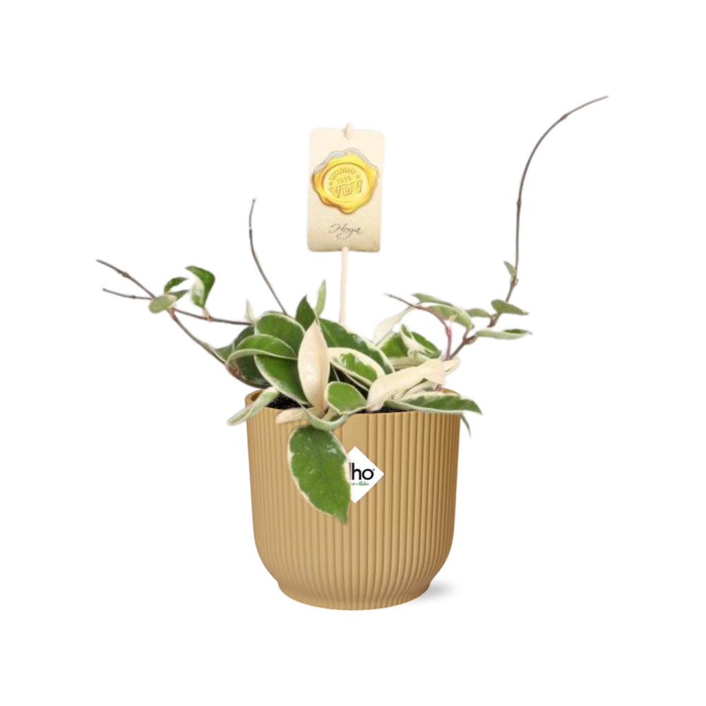 Hoya Carn.’Krimson Queen’ in ELHO Vibes Fold 14cm gelb