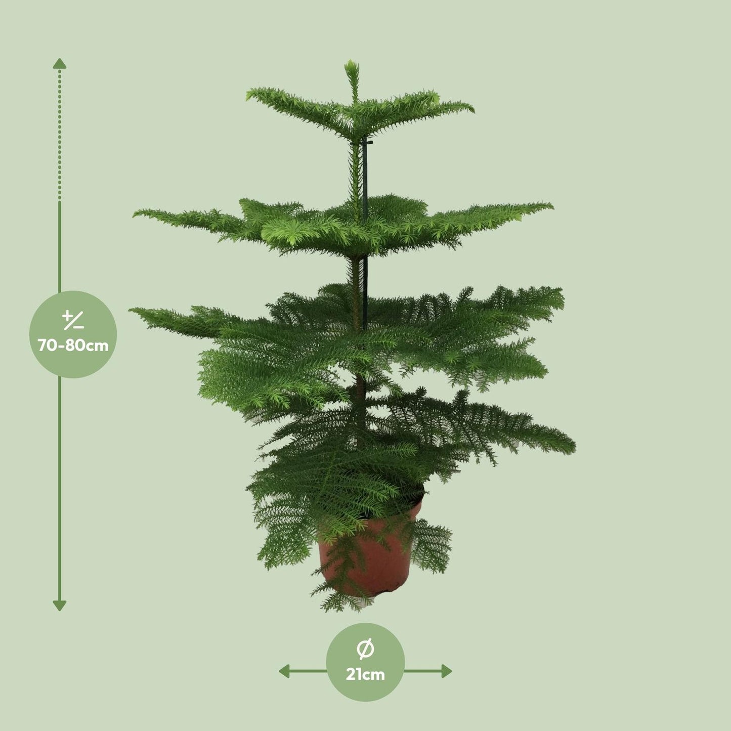 Araucaria Heterophylla – Majestätische Zimmerpflanze Ø21cm