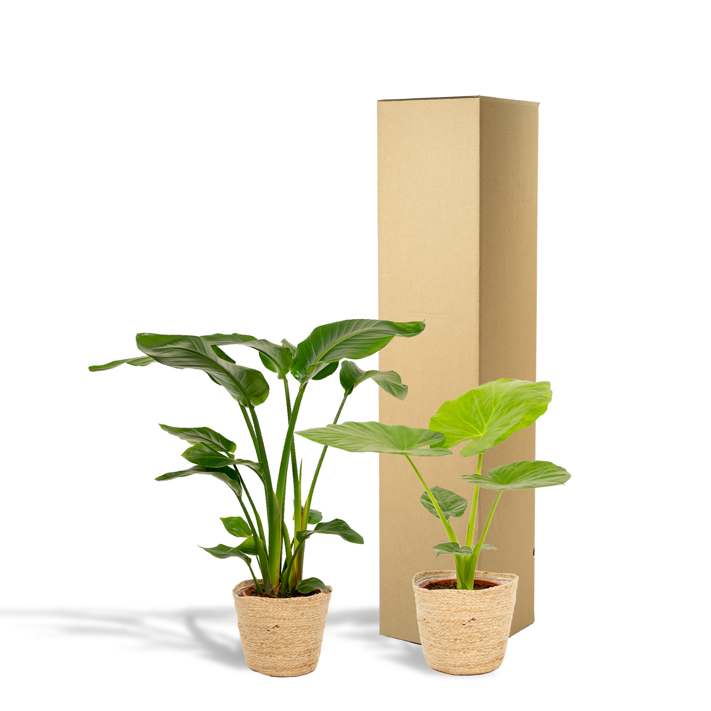 Strelitzia Nicolai & Alocasia Macrorrhiza im Korb Ø19cm