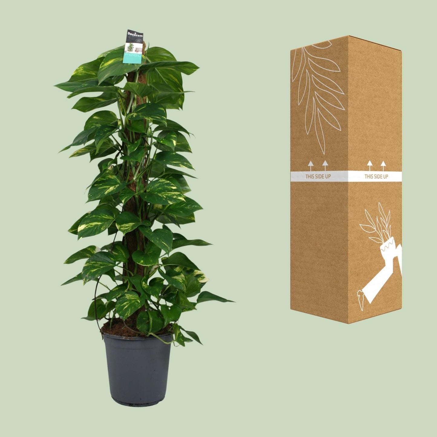 Scindapsus (Epipremnum) – Ø24cm Topf, ca. 120cm Höhe