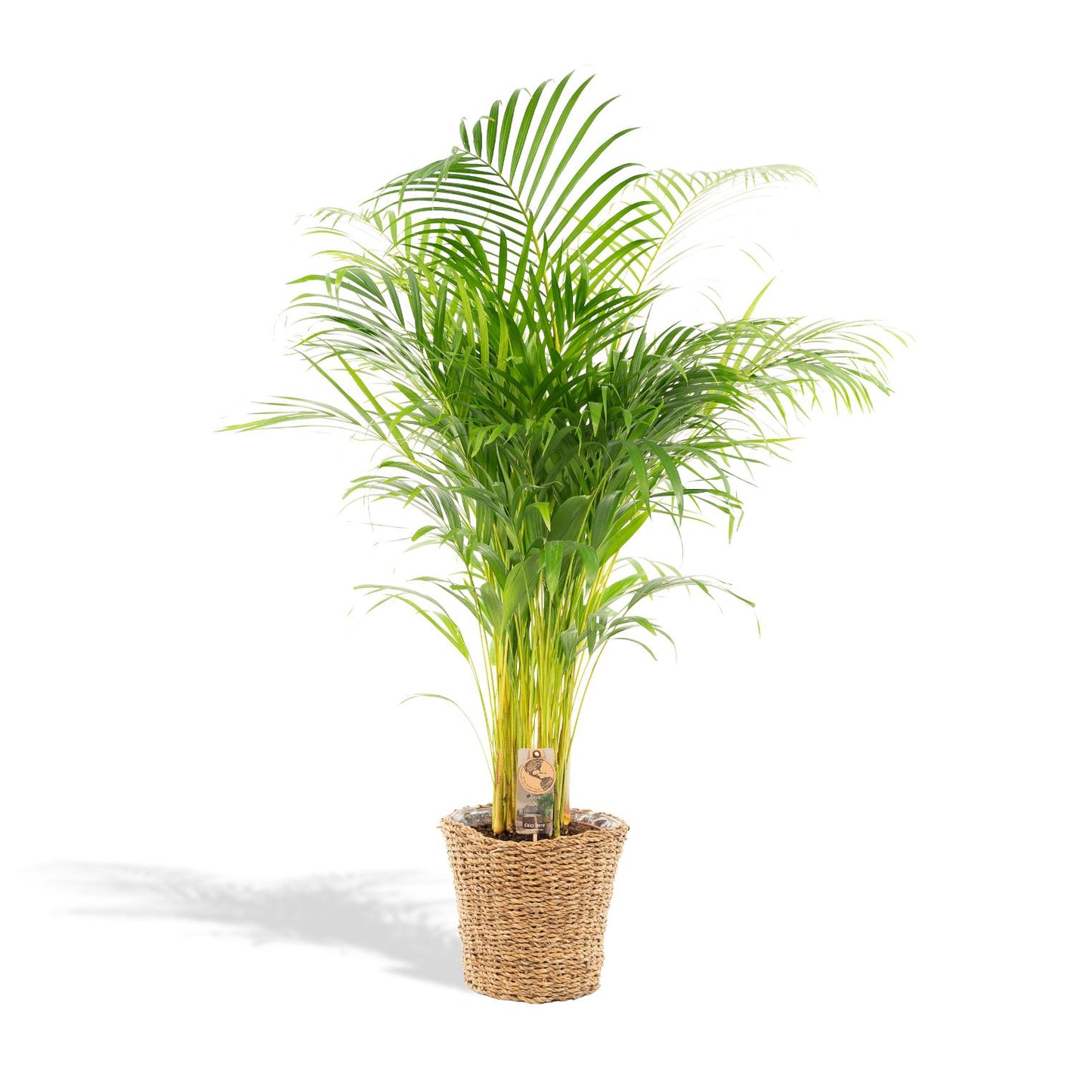Areca-Palme im Korb – Ø21cm Topf, 110cm Höhe