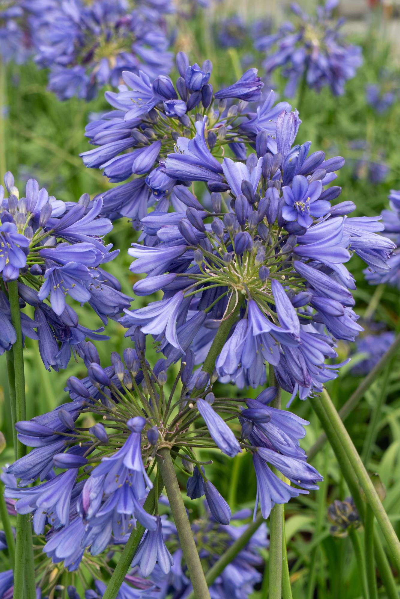 Agapanthus 'Ever Sapphire' – Tiefblaue Blütenpracht Ø19cm