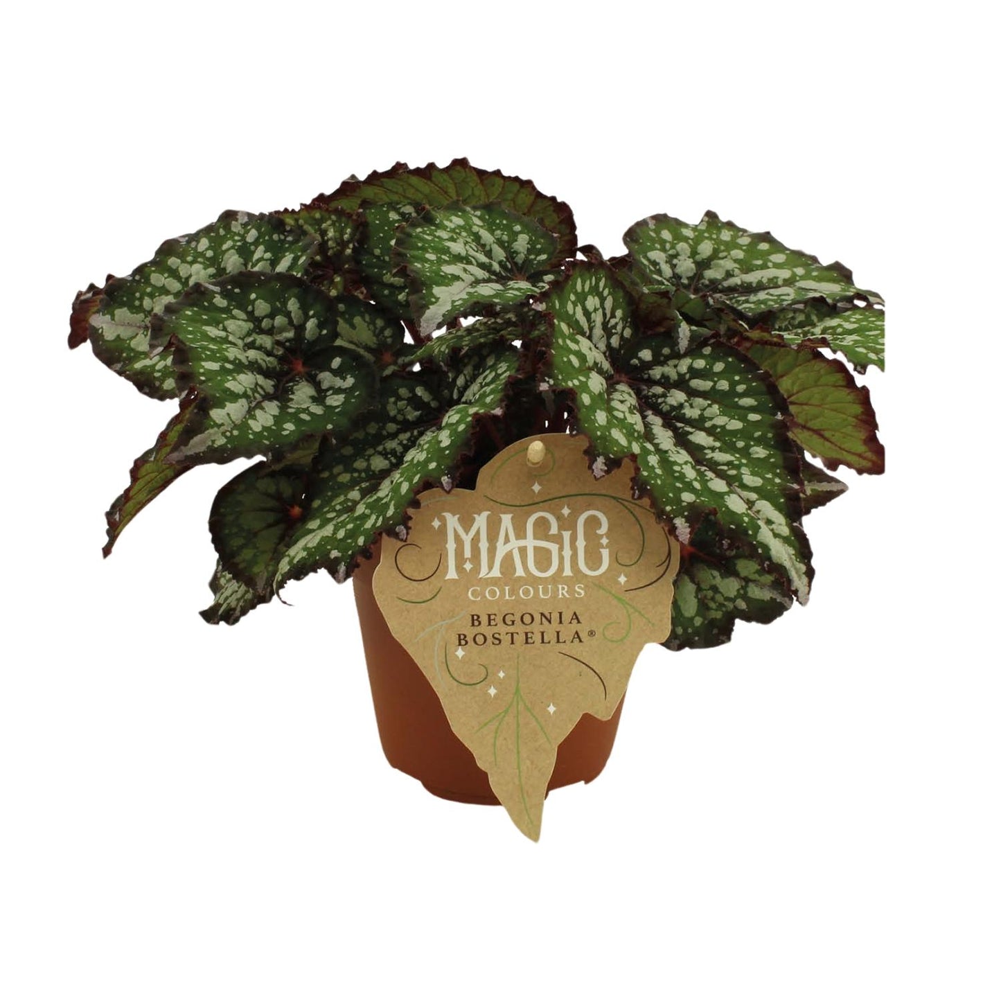 Begonia Rex Bostella – Pflegeleichte Farbpracht Ø12 cm
