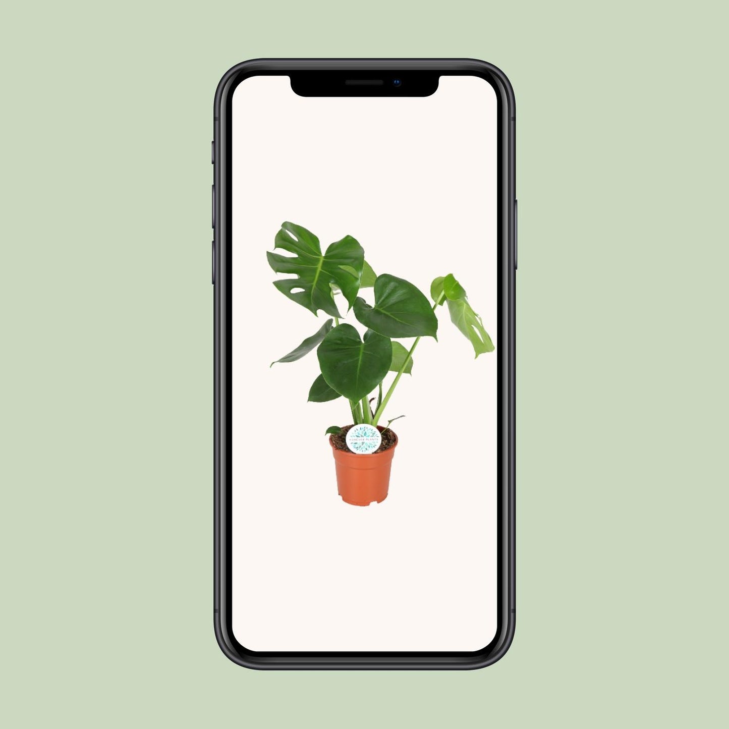 Monstera Deliciosa – Pflegeleichte & stilvolle Zimmerpflanze