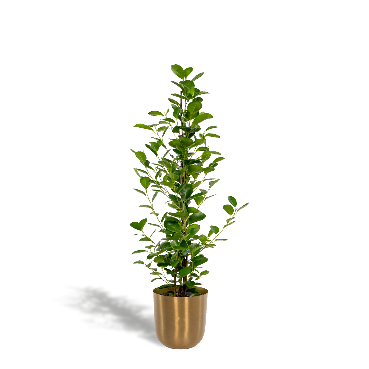 Ficus microcarpa Moclame – Luftreinigende XXL-Zimmerpflanze Ø21cm