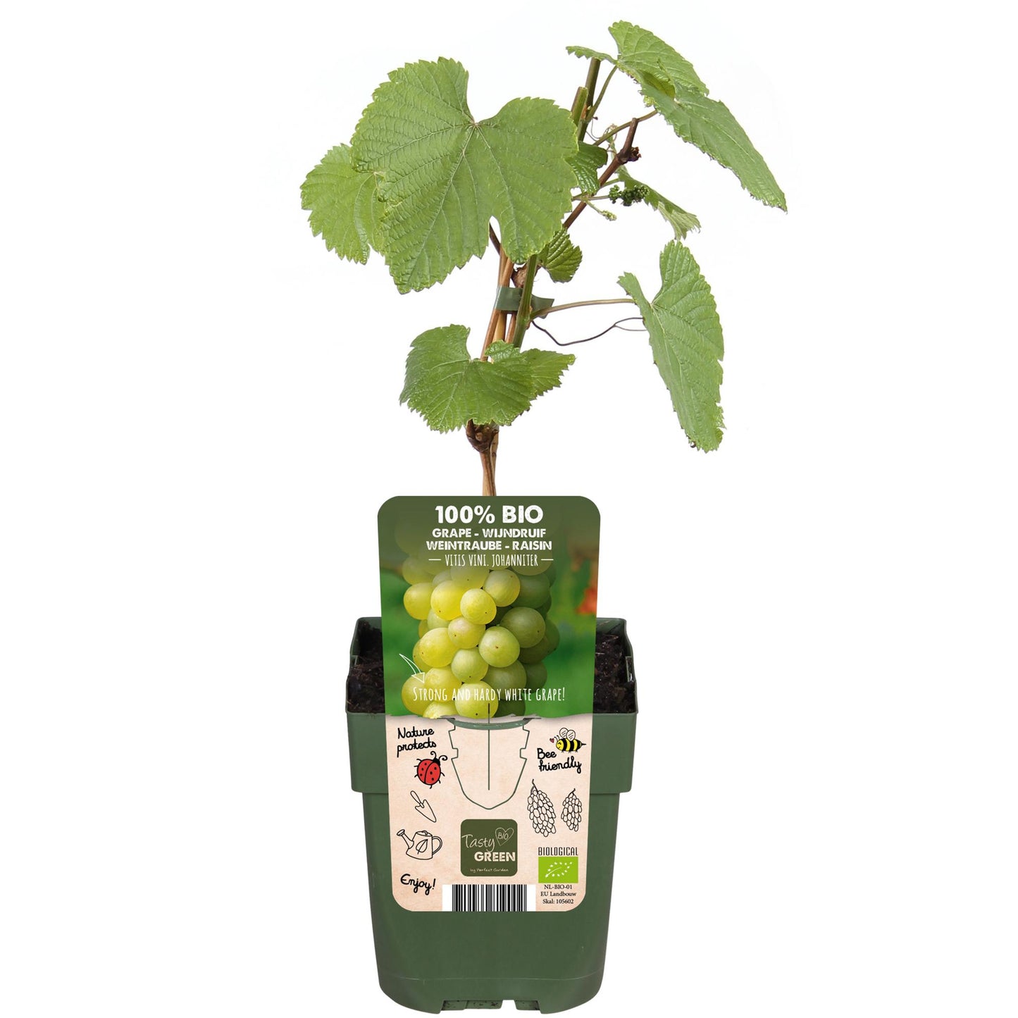 Vitis vinifera 'Johanniter' – Weiße Traube im 13cm Topf