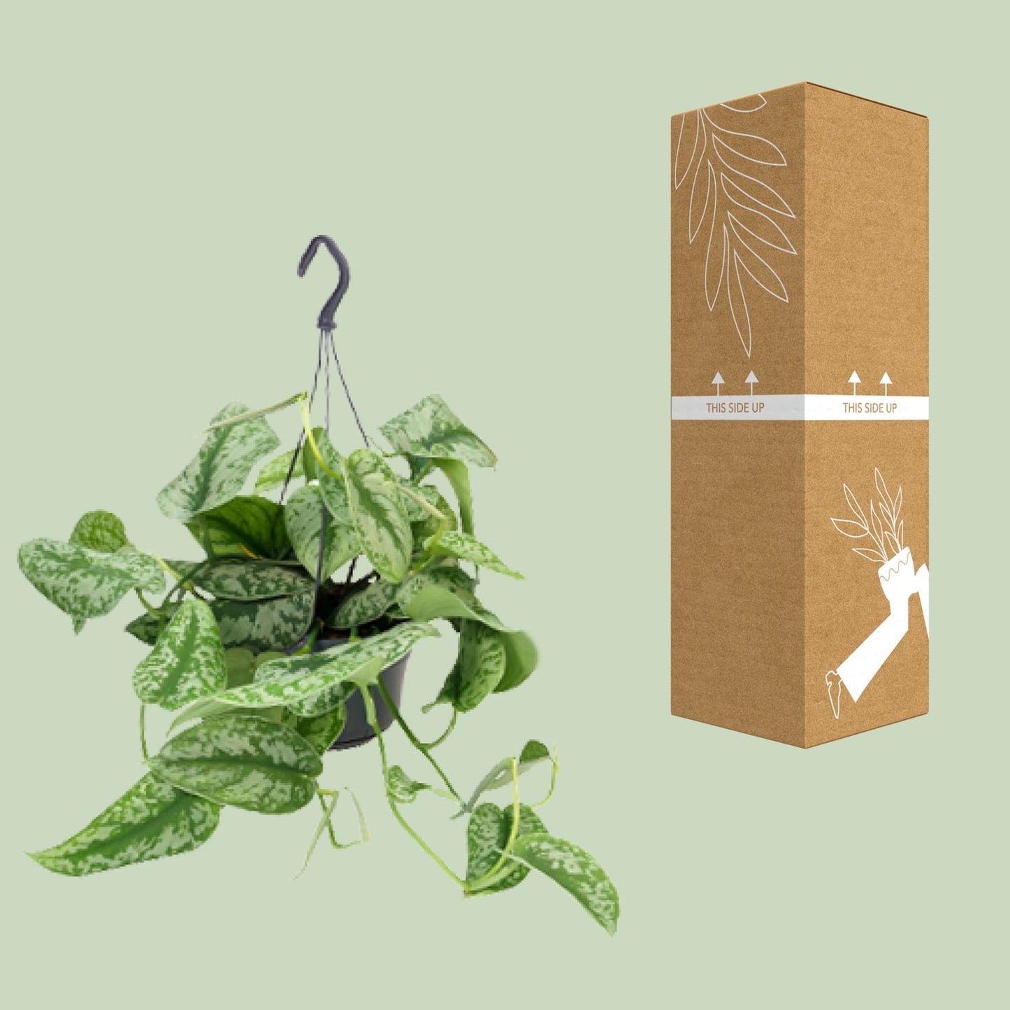 Scindapsus Pictus Trebie – pflegeleichte Zimmerpflanze Ø15cm