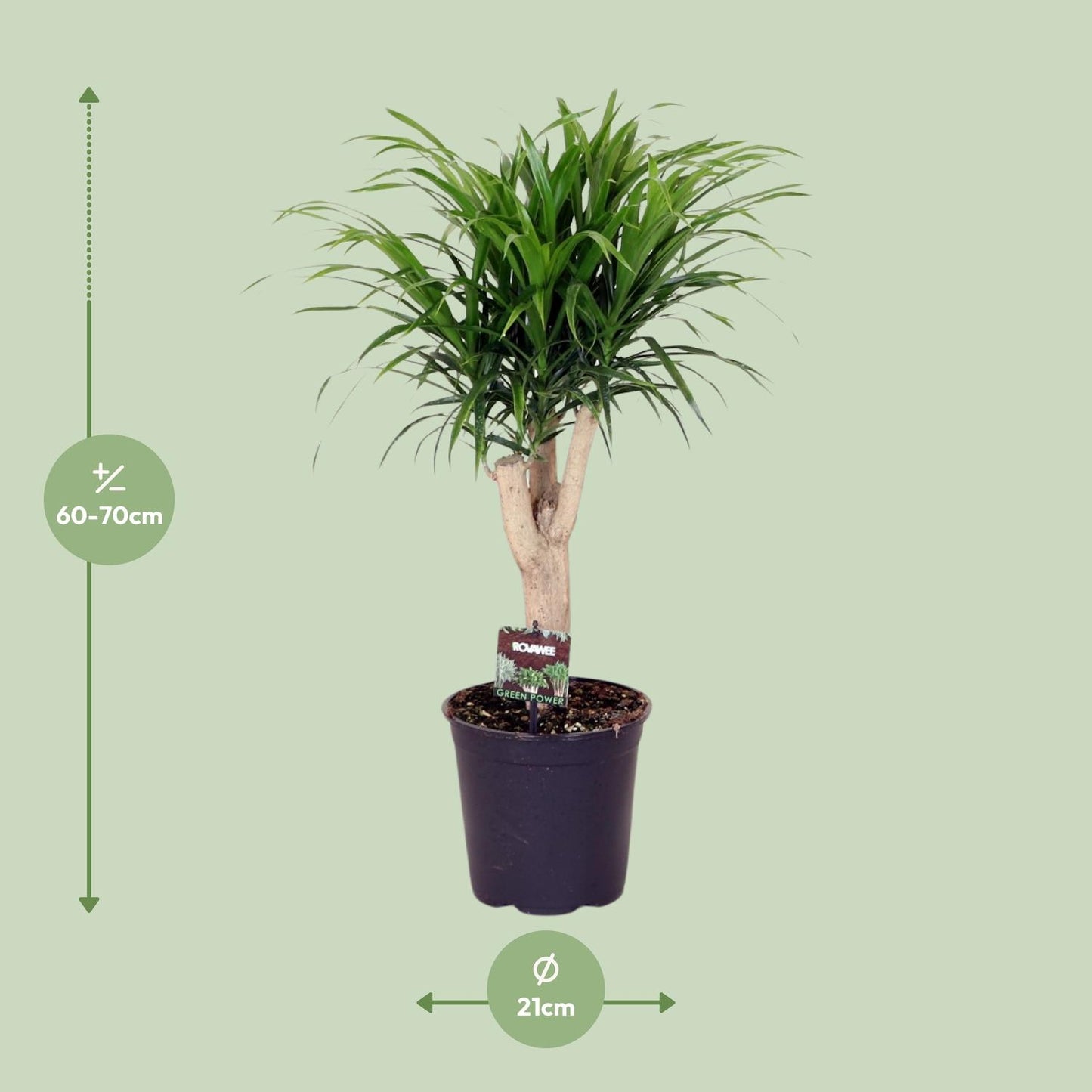 Dracaena Reflexa Anita – Pflegeleichter Drachenbaum Ø21cm, 70cm hoch