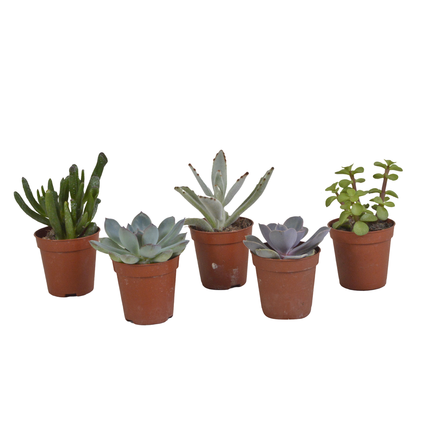 Vetplanten Sukkulenten-Mischung 5x ohne Topf 5,5 cm