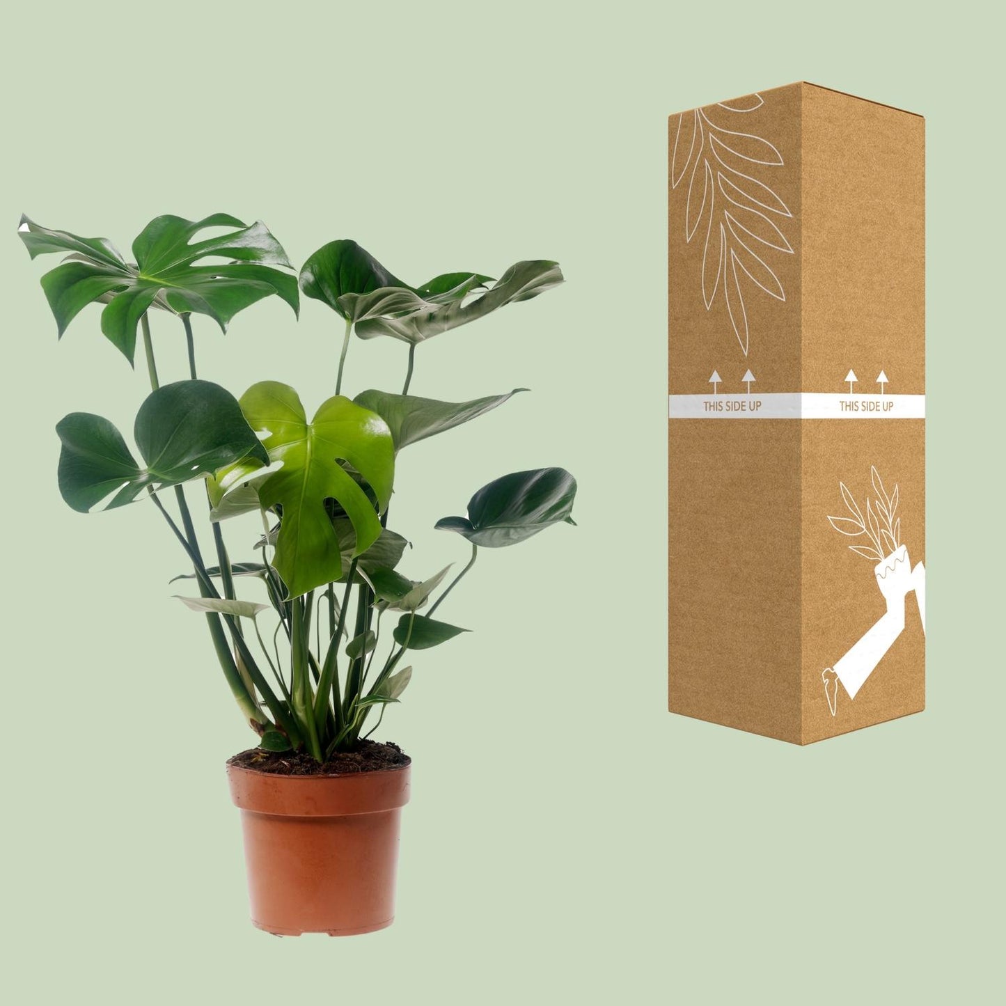 Monstera Deliciosa – Pflegeleichte XXL Zimmerpflanze Ø17cm
