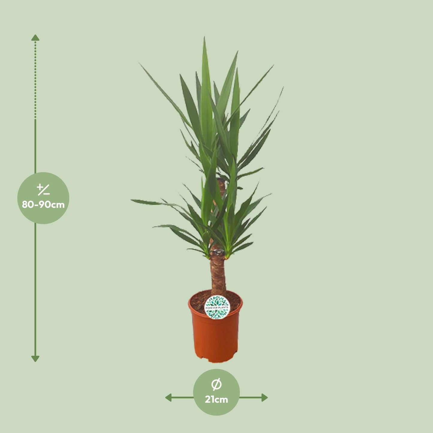 Yucca – Pflegeleichte XXL-Palme Ø21cm, 90cm hoch