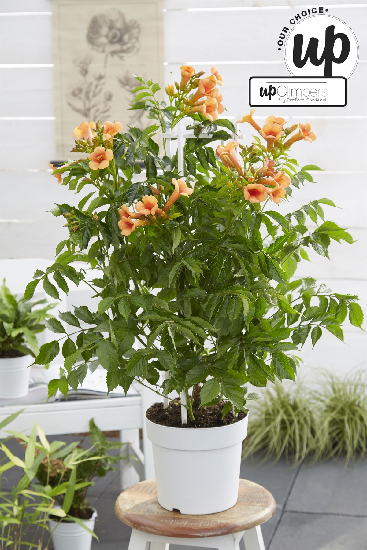 Campsis Indian Summer – Trompetenblume Orange Ø15cm