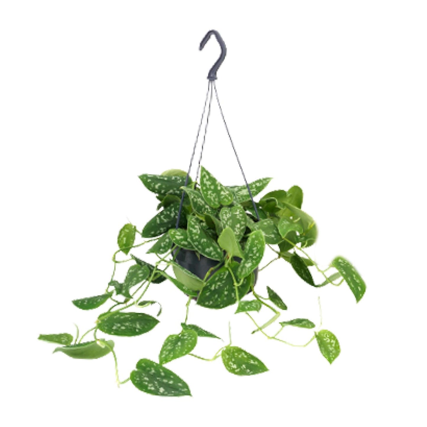 Scindapsus Pictus Argyraeus – Pflegeleichte Zimmerpflanze Ø15cm