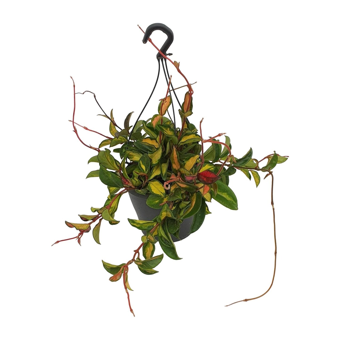 Hoya Carnosa Tricolor – Pflegeleichte Wachsblume Ø19cm