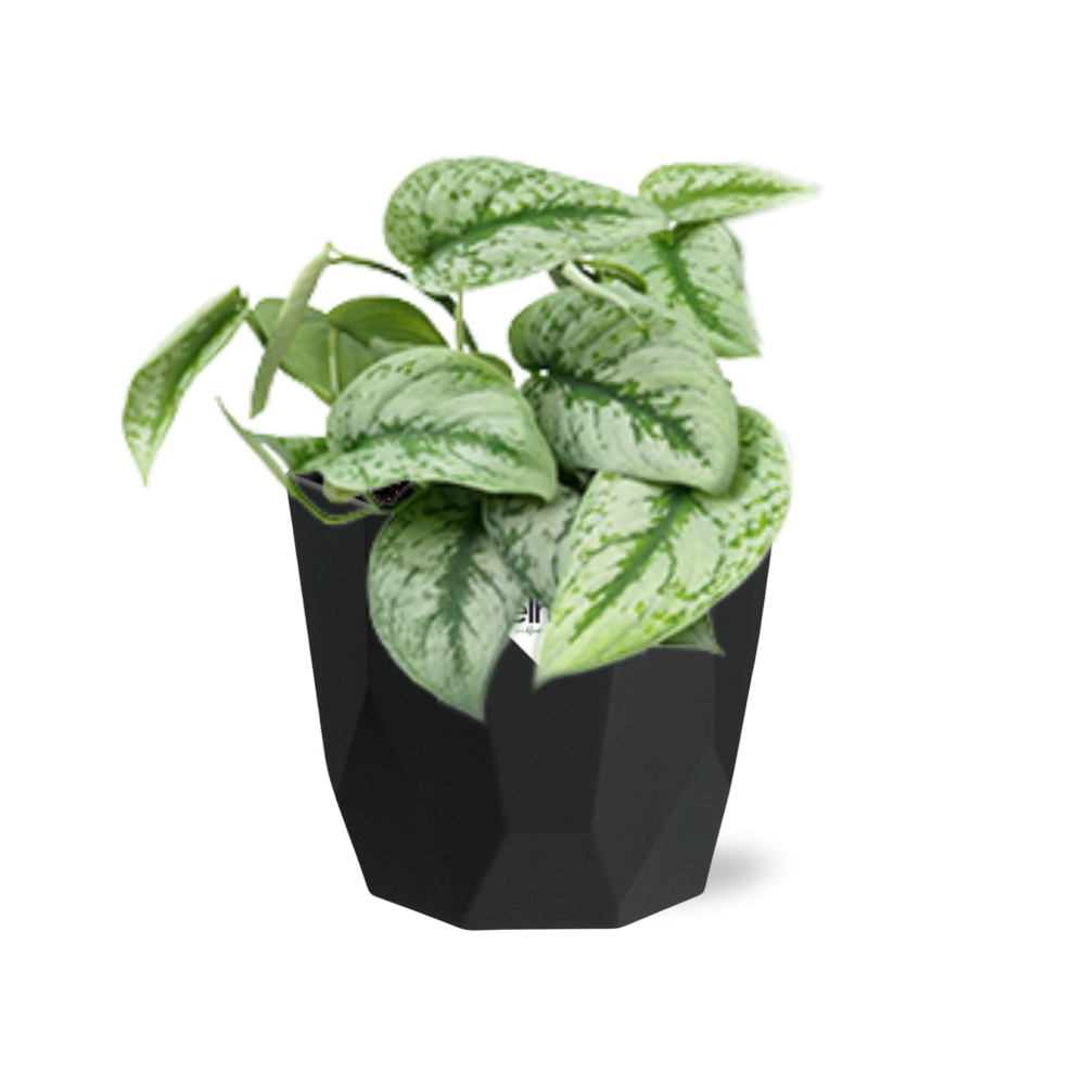 Scindapsus Pictus ‘Trebie’ – pflegeleichter Teufels-Efeu in 14cm Topf