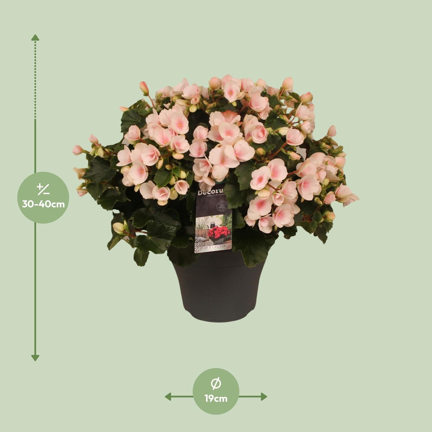 Begonie Betulia Light Ø19cm – Pflegeleicht & Dekorativ