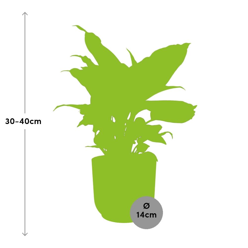 Dieffenbachia ‘Camilla’ im ELHO Vibes Fold 14cm Topf gelb