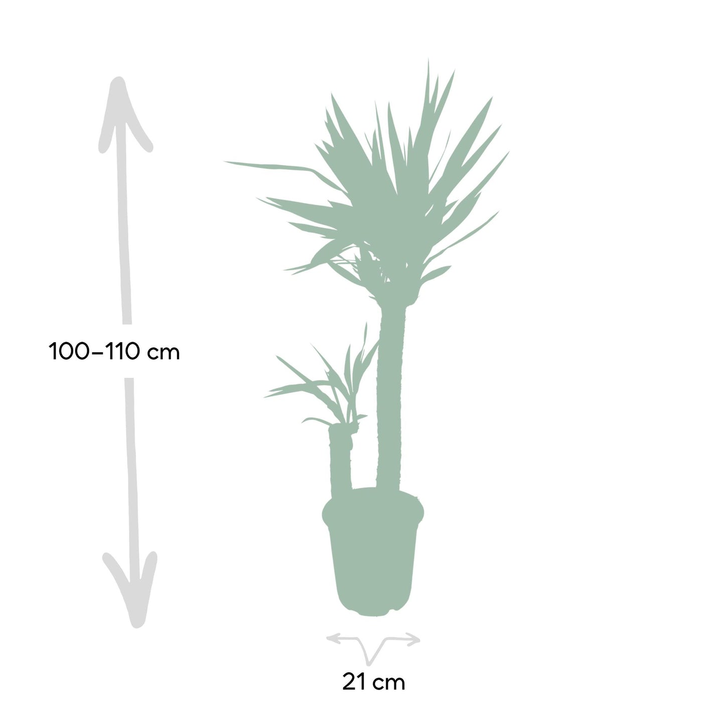 Yucca Elephantipes XXL – Pflegeleichte Palmlilie Ø21cm