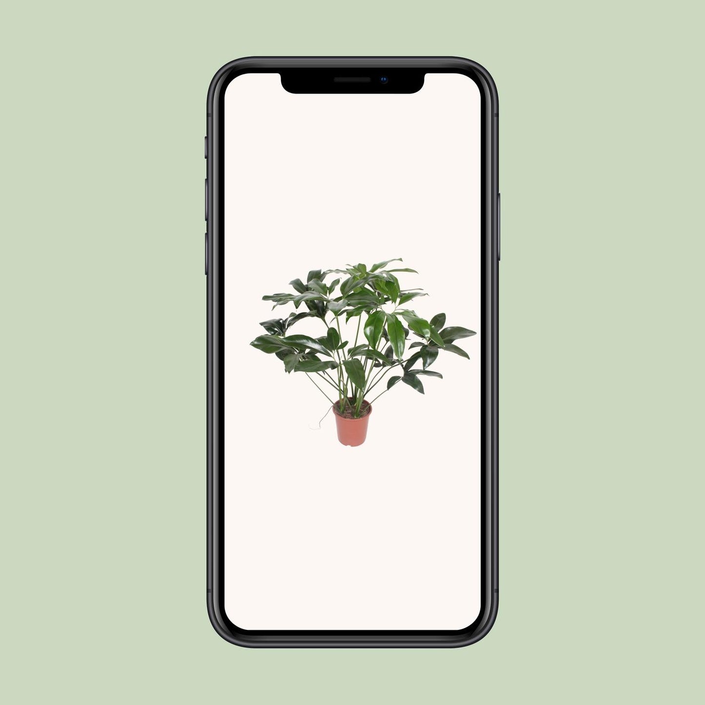 Philodendron Green Wonder – Pflegeleichte Zimmerpflanze Ø27cm