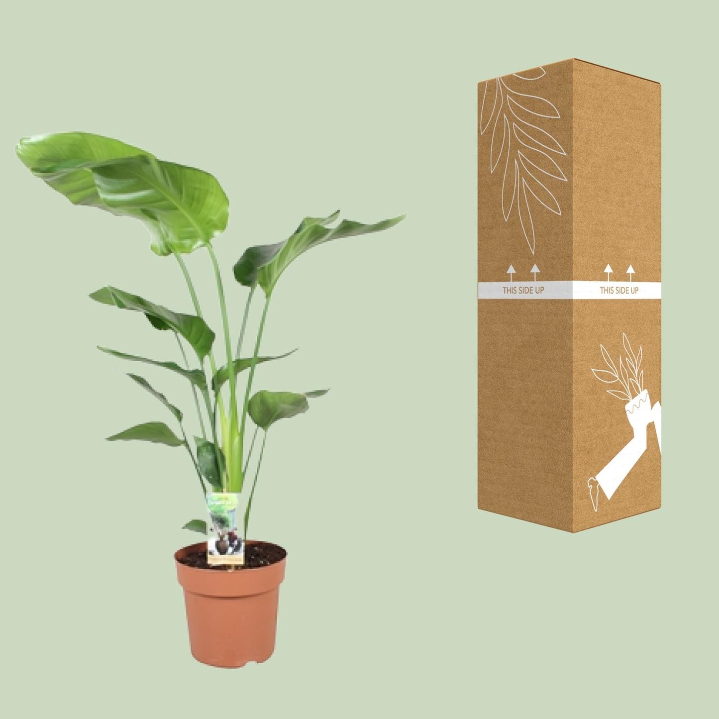 Strelitzia Nicolai – Paradiesvogelblume Ø21cm, 110cm Höhe