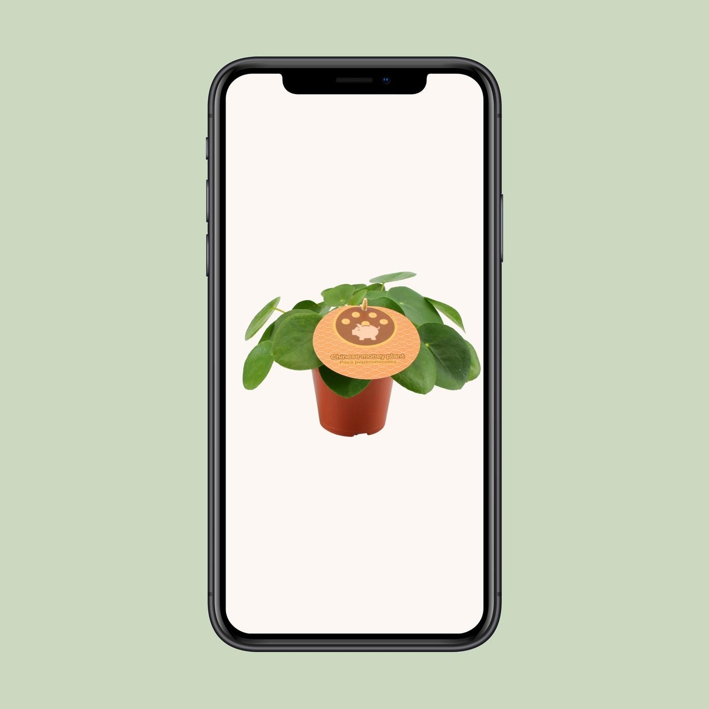 Pilea Peperomioides – Pflegeleichte Aluminium-Pflanze Ø12 cm
