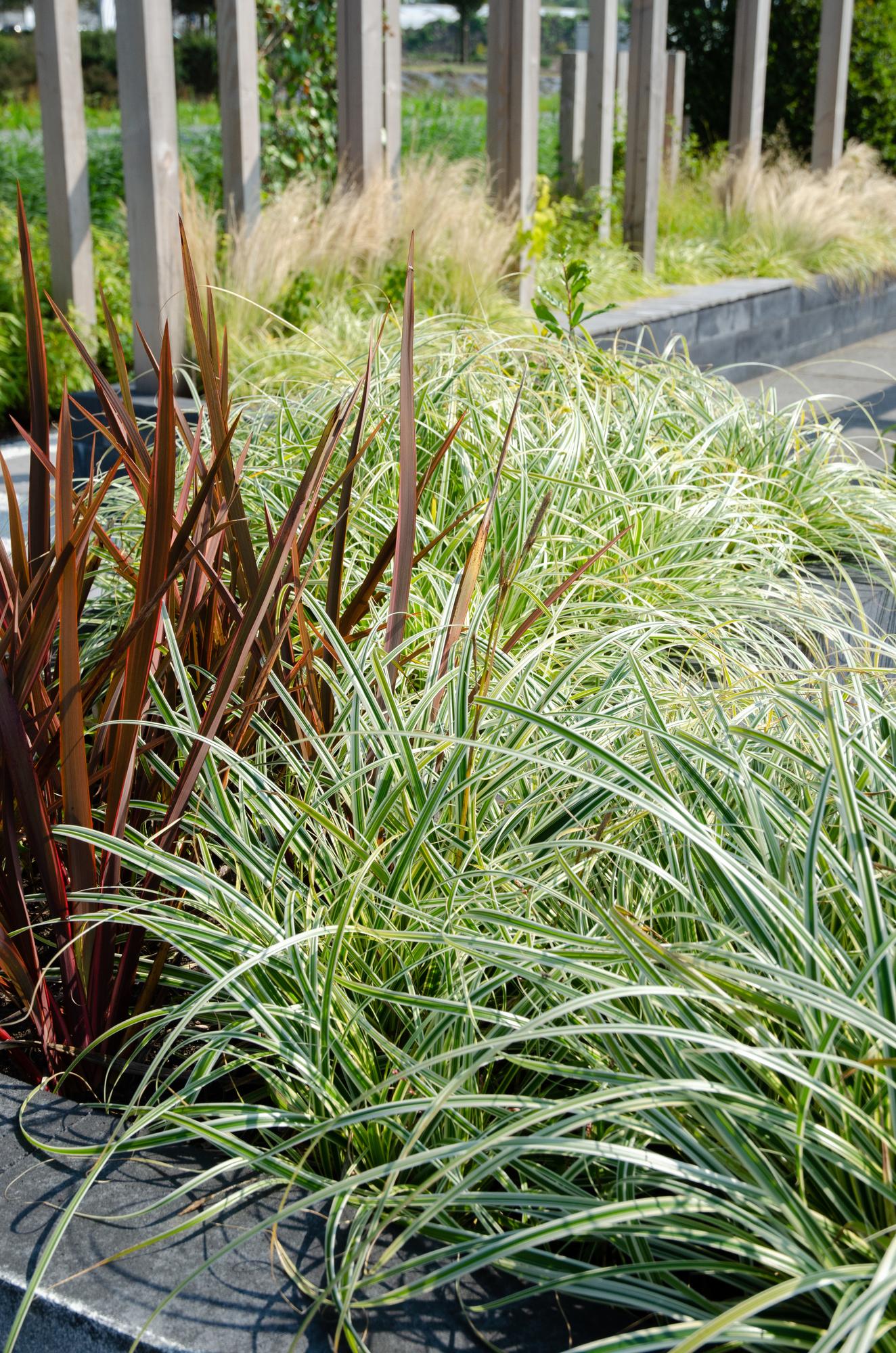3x Carex hachijoensis 'Evergold' Ø14cm - Immergrünes Ziergras