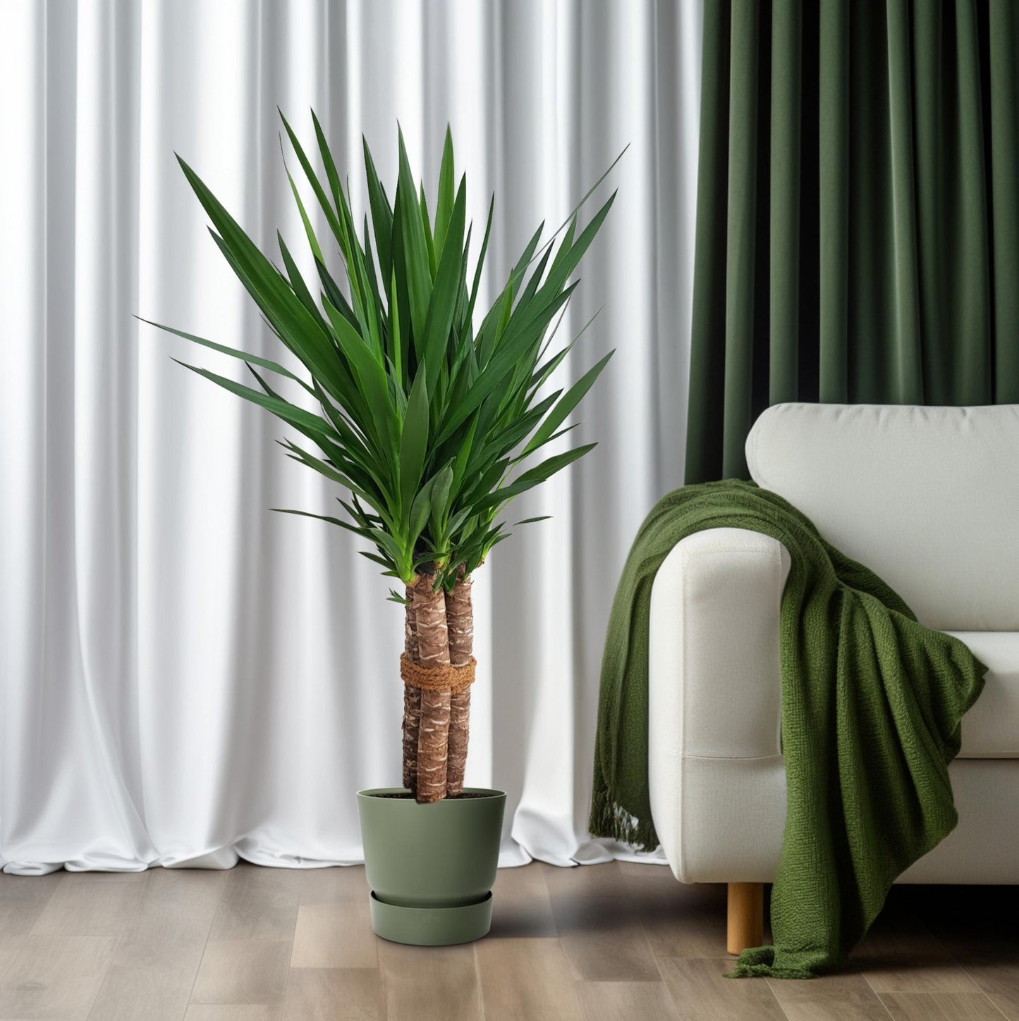 Yucca elephantipes 'Tres Cañas' – Elegante XXL Zimmerpflanze