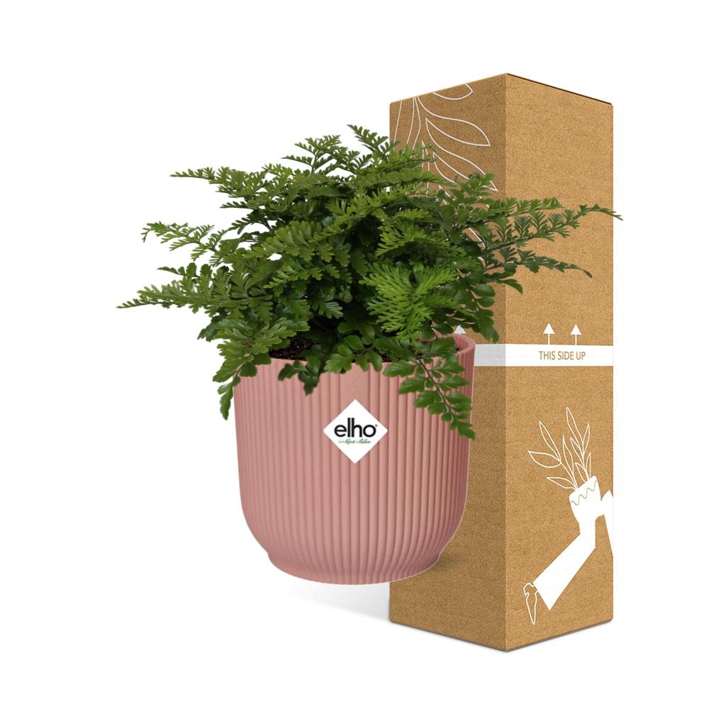 Asplenium Parvati – Eleganter Farn im ELHO Vibes Fold Topf 14cm