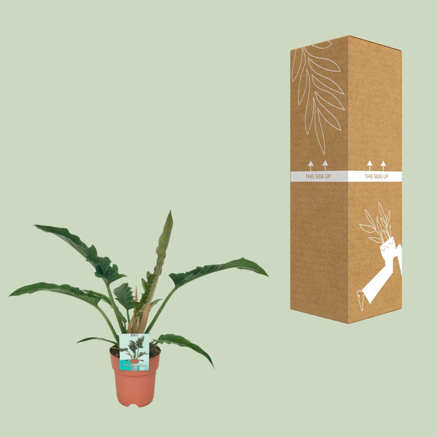 Philodendron Narrow – Pflegeleichter Blattschmuck Ø19cm