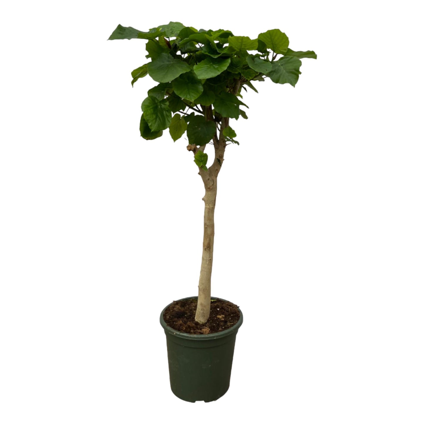 Ficus Umbellata Stamm - 180 cm - Ø30 cm