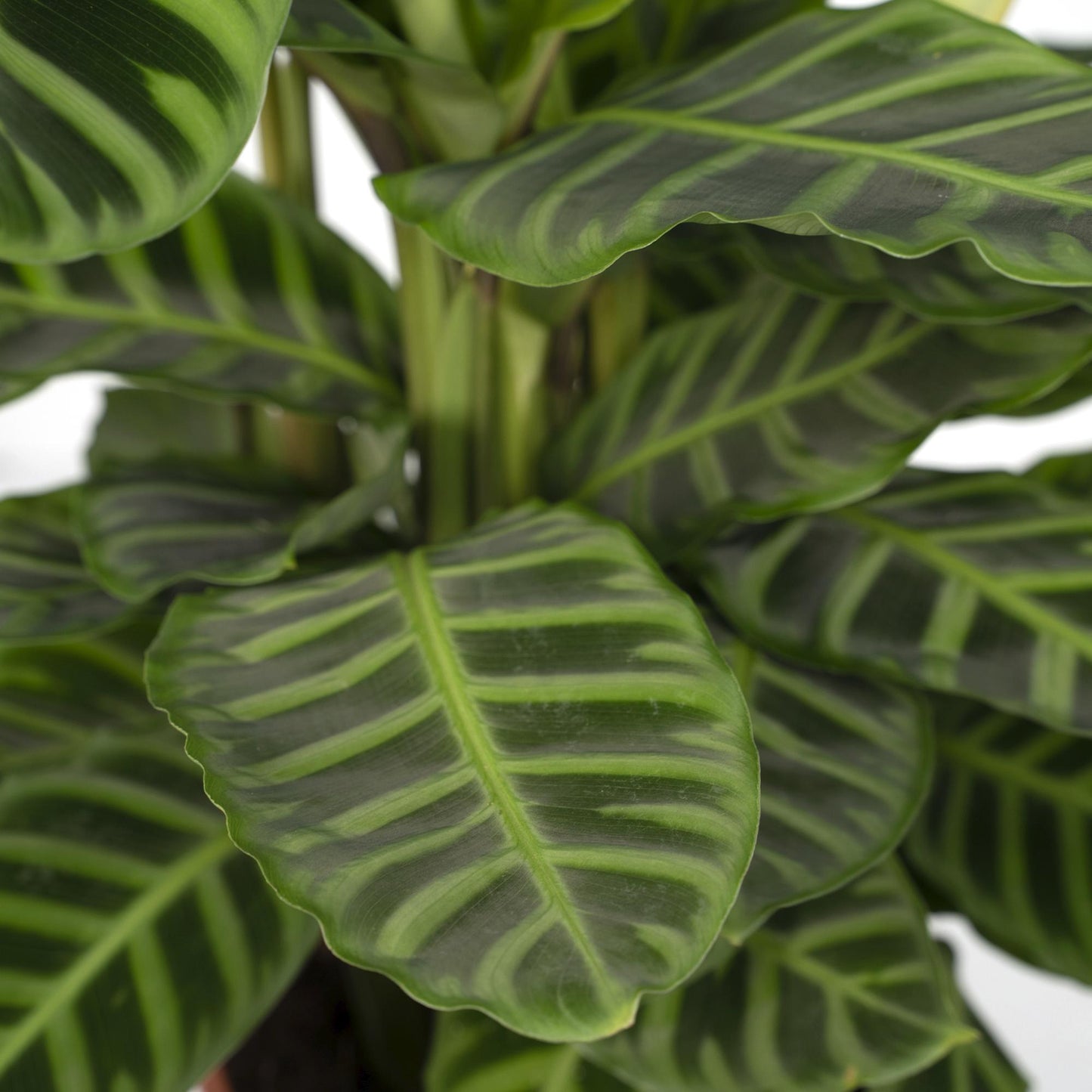 Calathea Zebrina – Pfauenpflanze Ø19cm, ca. 80cm hoch