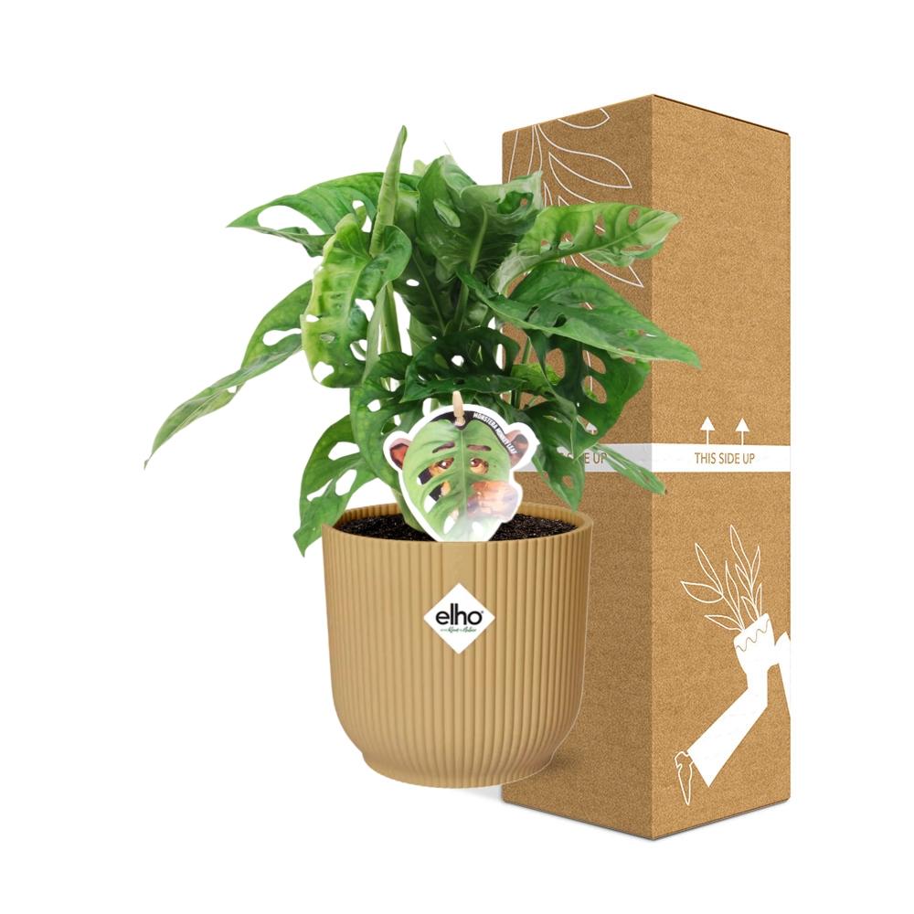 Monstera ‘Monkey Leaf’ im ELHO Vibes Fold Topf 14cm Gelb