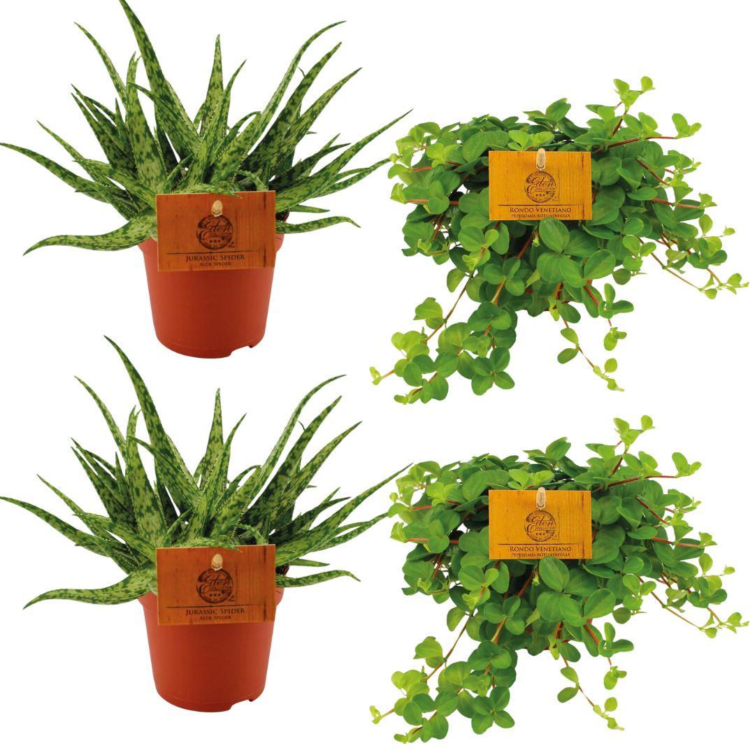 4er Set Aloe Spider & Peperomia Rotundifolia Ø10,5cm