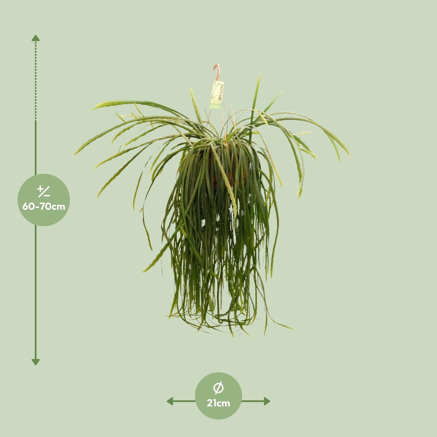 Lepismium Bolivianum – Pflegeleichter XXL-Kaktus Ø21 cm, 70 cm hoch