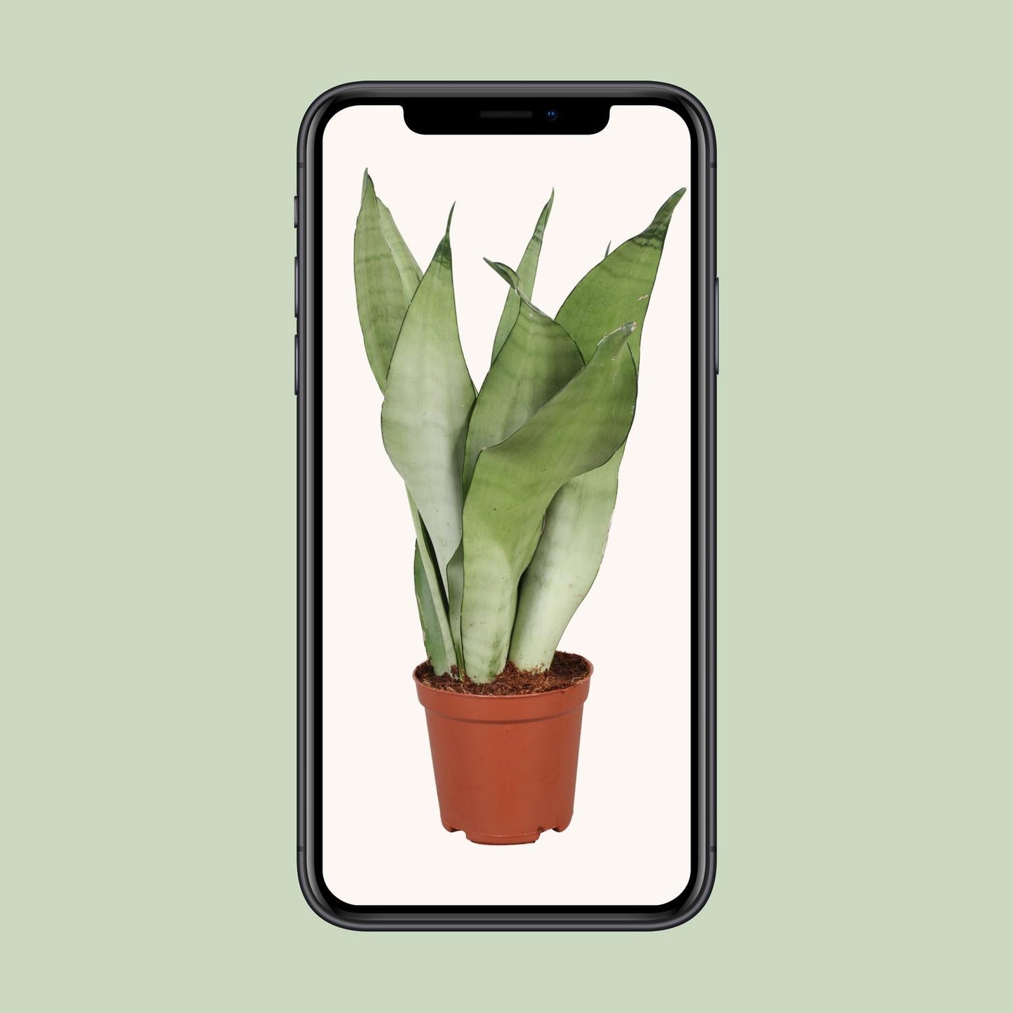 Sansevieria Trifasciata Moonshine – Pflegeleichte Schwiegermutterzunge Ø12cm