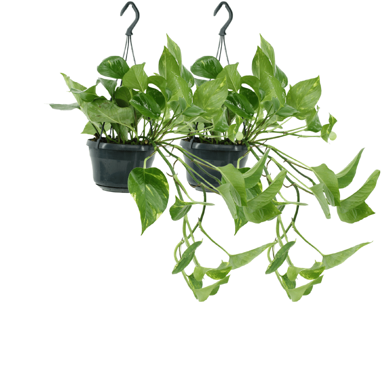 2x Epipremnum Aureum – pflegeleichter Scindapsus 25cm