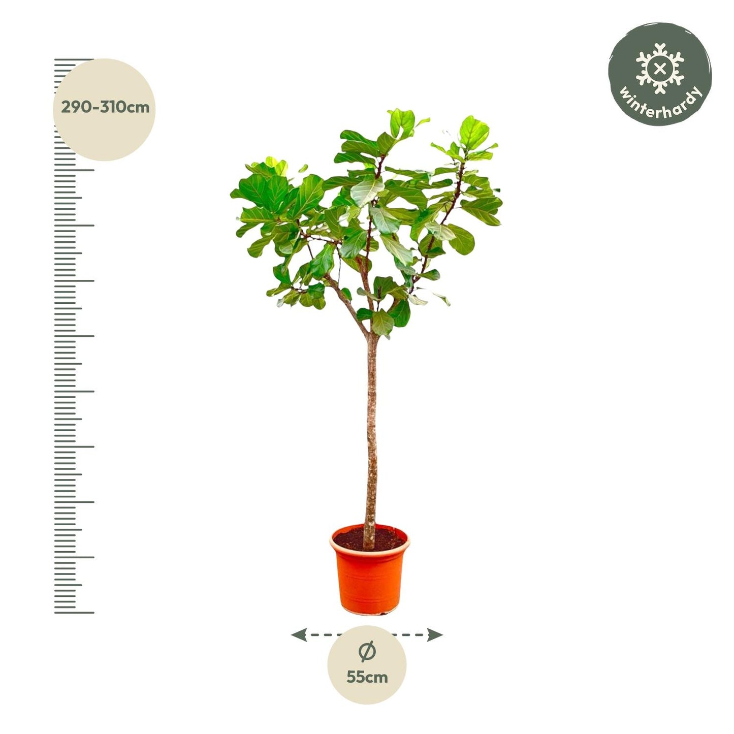 Ficus Lyrata XXL - Geigenfeige 270 cm ø45 cm