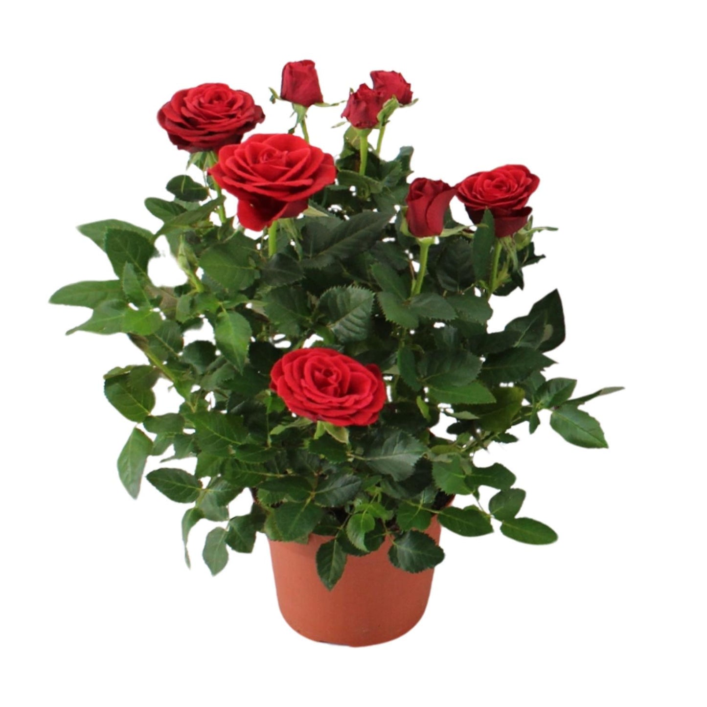 Rosa Red - Pflegeleichte Topfrose Ø12cm, 29cm hoch