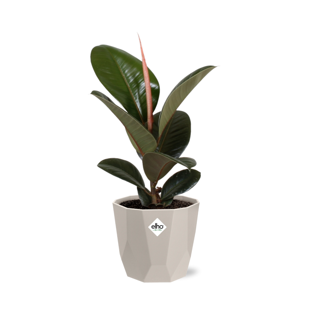 Ficus Elastica ‘Robusta’ in ELHO b.for rock 14 cm warm grey