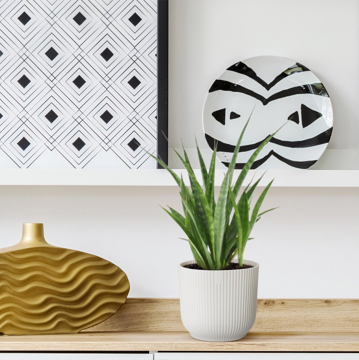 3x Sansevieria Kirkii – Pflegesicher & Modern (38 cm)