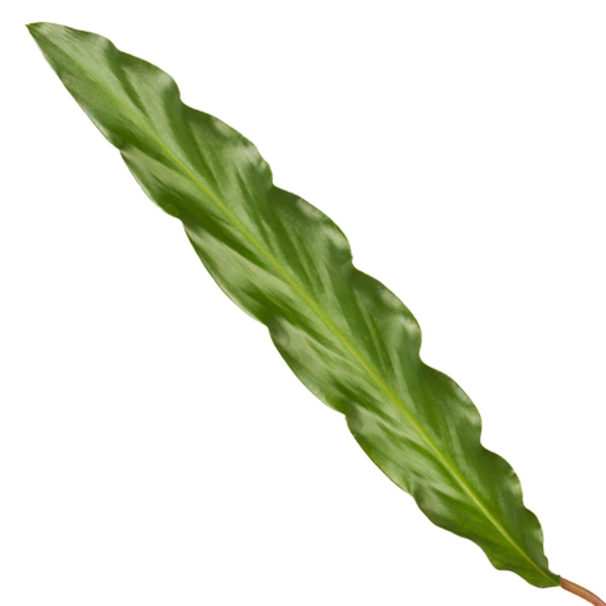 Calathea Elgergrass – Pflegeleichte, elegante Zimmerpflanze 35 cm