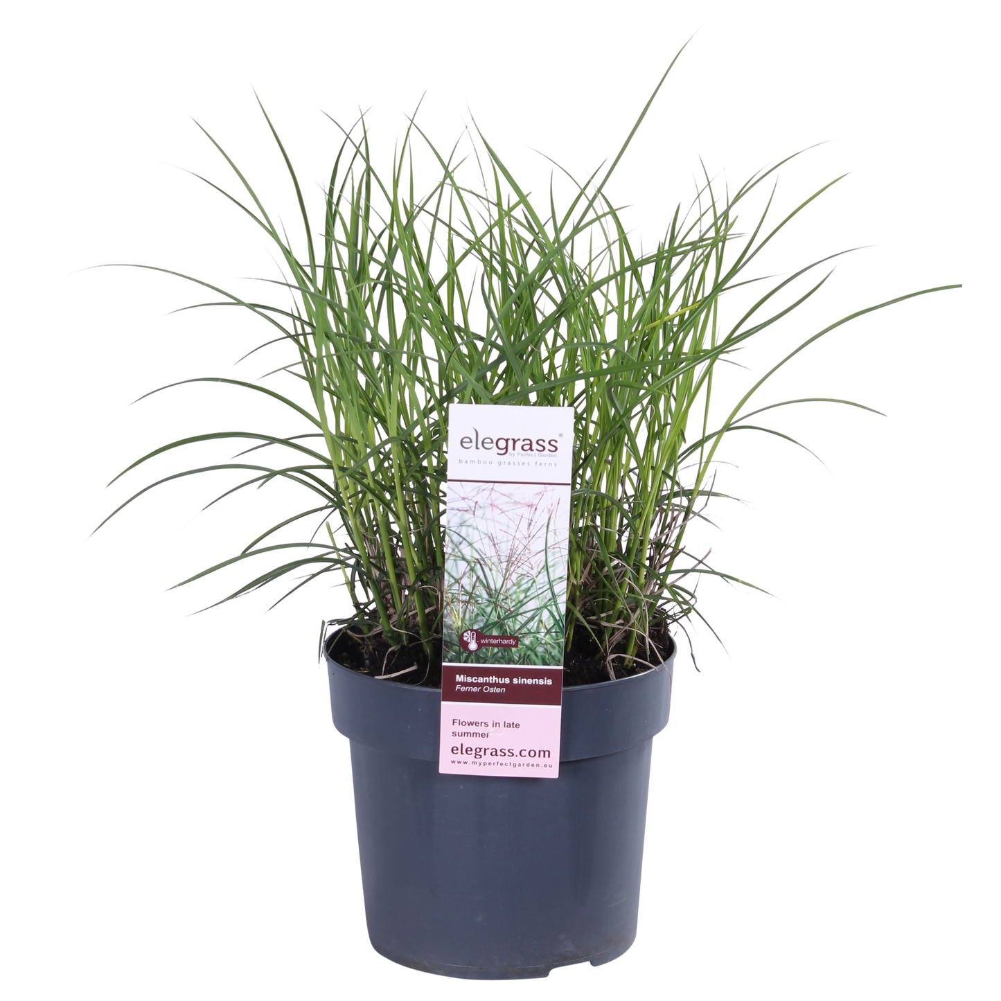 Miscanthus sinensis Ferner Osten – Dekoratives Ziergras Ø19cm